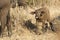 Baby Cape Buffalo, South Africa