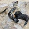 Baby cape fur seal with his mother