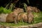 Baby Capybara Feeding On Grass