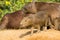 Baby Capybara Looking Precariously over the Edge