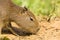 Baby Capybara Sniffing Ground, Close-up