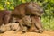 Baby Capybara Struggling to Sit Up