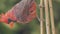 Baby Cardinal Male on a Branch