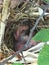 Baby Cardinals in a Nest