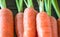 Baby carrot close up in a black container shallow depth of field