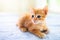 Baby cat. Ginger kitten playing at home