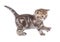 Baby cat walking side view isolated