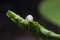 Baby caterpillar lay down on a leaf