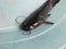 Baby catfish on the hand silurus glanis wels catfish black and white specimen in hand