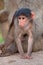 Baby chacma baboon