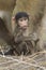 Baby Chacma Baboon chewing on a stick. Botswana