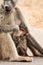 Baby Chacma Baboon hiding in the lap of its mother