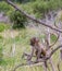 Baby chacma baboon isolated in the wild