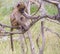 Baby chacma baboon isolated in the wild