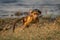 Baby chacma baboon stands on grassy riverbank