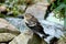 Baby chaffinch perched on rocks around a garden pond
