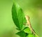 Baby chameleon holding a green leaf