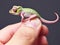 Baby chameleon resting on human finger. Lizard miniature. AI generated