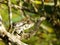 Baby Chameleon in Rosemary bush