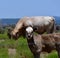 Baby Charolais Cattle in a field in Texas