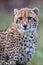 Baby Cheetah in Kruger National Park