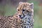 Baby Cheetah in Kruger National Park
