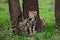 Baby cheetahs (Acinonyx jubatus) on the grass near trees in Tanzania