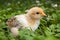 Baby chick in clover