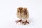 Baby chick common quail isolated on white