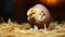 Baby chick emerging from its shell, embracing the world with curiosity and newfound life