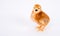 Baby Chick Newborn Farm Chicken Standing Rhode Island Red