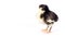 Baby Chick Newborn Farm Chicken Standing White Australorp Variety
