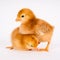 Baby Chick Newborn Farm Chickens Standing White Rhode Island Red