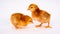 Baby Chick Newborn Farm Chickens Standing White Rhode Island Red