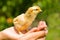 Baby chick on palm