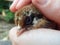 Baby chick in persons hand