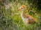 Baby chick sandhill crane, few days old