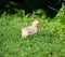 Baby chick walking in the grass