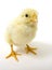 Baby chick on white background (wide angle) 29