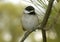 Baby chickadee perched on branch