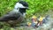 Baby chickadee quick meal