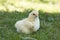 Baby chicken