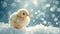 Baby chicken braving snow under blue bokeh