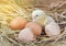 Baby chicken with broken eggshell in the straw nest