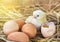 Baby chicken with broken eggshell in the straw nest