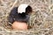 Baby chicken with broken eggshell in the straw nest