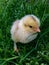 Baby chicken in the grass