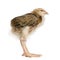 Baby chicken with long legs