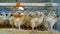 Baby chicken in poultry cage. Poultry, chicken farm interior.