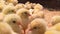 Baby chicken, yellow small and beautiful in the chicken coop. Chicken take a selfie.